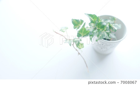 Houseplant table 3 Houseplant table 3 7008067