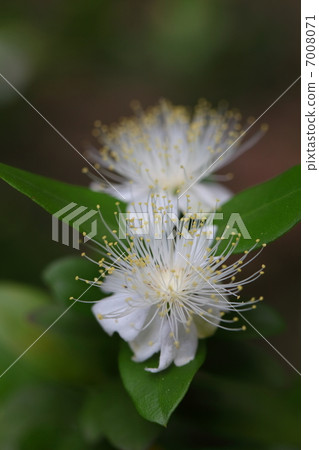 Myrtle Flower Myrtle Flower 7008071