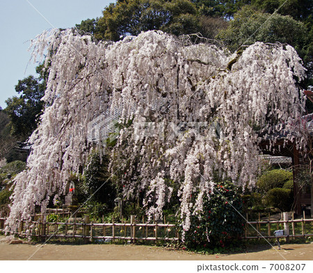 Oonoji，Koito母雞櫻桃樹 7008207