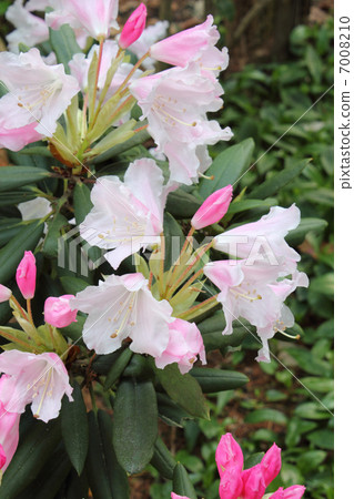 西方杜鵑花盛開(垂直) 西方杜鵑花盛開(垂直) 7008210