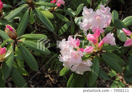 西方杜鵑花開始開花(側身) 西方杜鵑花開始開花(側身) 7008211