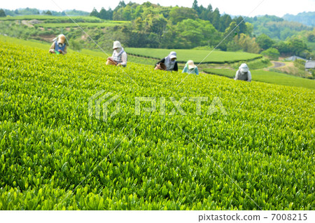 Tea picking work in the tea plantation 7008215