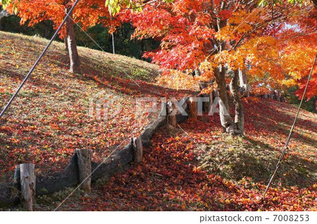 Autumn leaves ~ red slope Autumn leaves ~ red slope 7008253