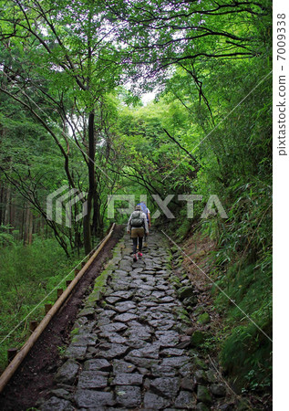 Hakone Old Road 7009338