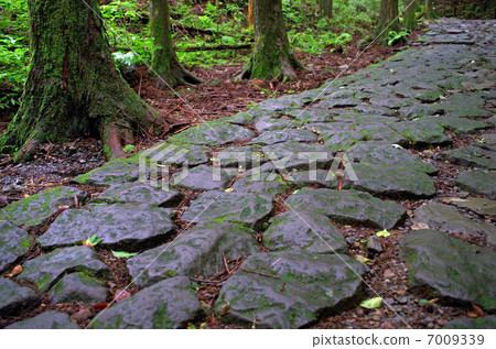 Hakone Old Road Hakone Old Road 7009339