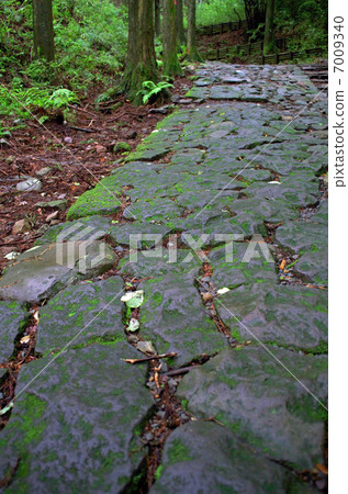 Hakone Old Road 7009340