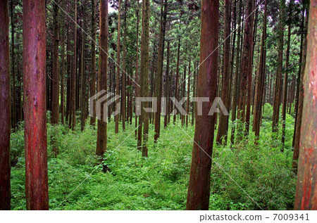 Hakone Old Road 7009341