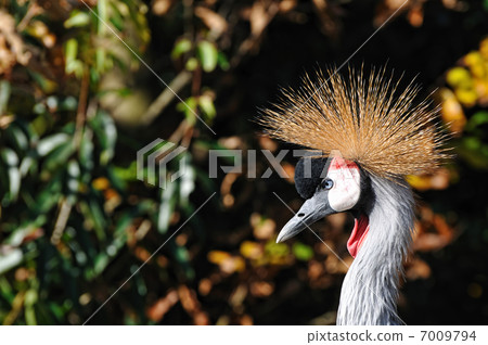White-crowned crane 7009794