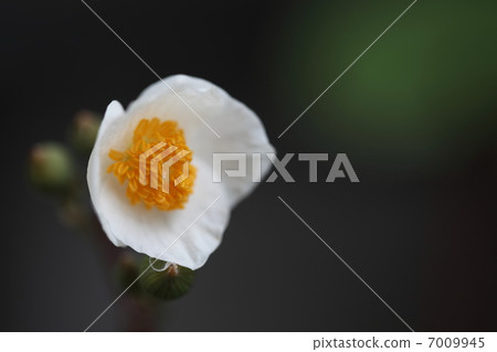 White snow poppy and raindrops 7009945