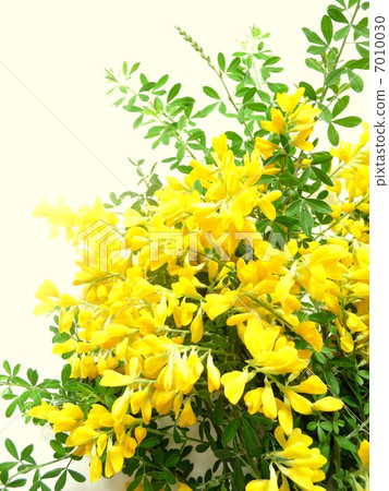 亨尼基達公主 7010030