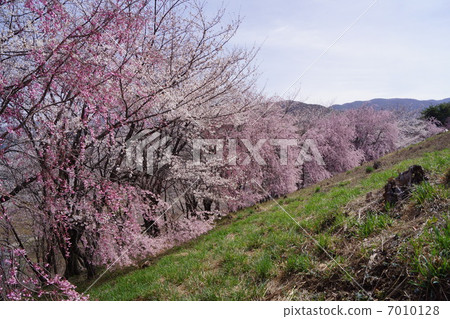 Koboriyama古墓櫻花節 Koboriyama古墓櫻花節 7010128