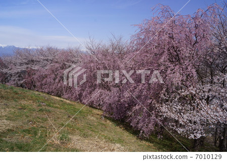 Koboriyama古墓櫻花節 7010129
