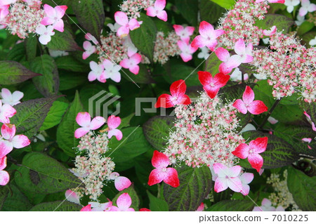 Red (Kure no) Yamah hydrangea 7010225