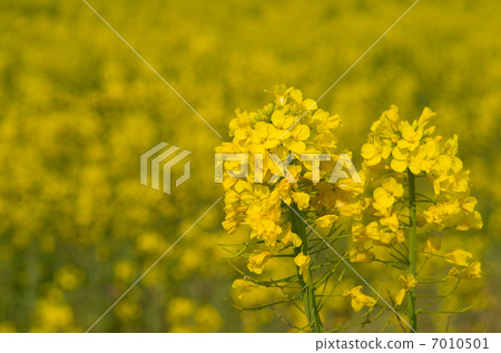 Yellow world 7010501