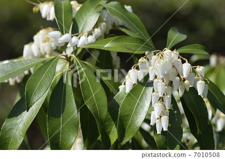 Asebi(小屋) Asebi(小屋) 7010508