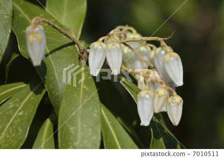 Asebi (Cottage) 7010511