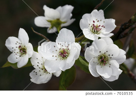 梨花 梨花 7010535