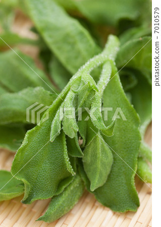 Ice plant 7010579