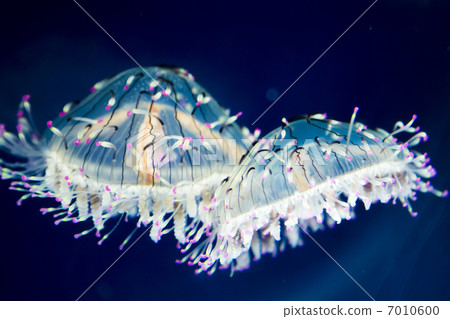 Hanagasa jellyfish Hanagasa jellyfish 7010600