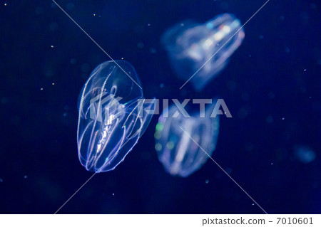 Kabuto jellyfish 7010601