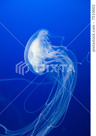 Atlantic sea net le 7010602