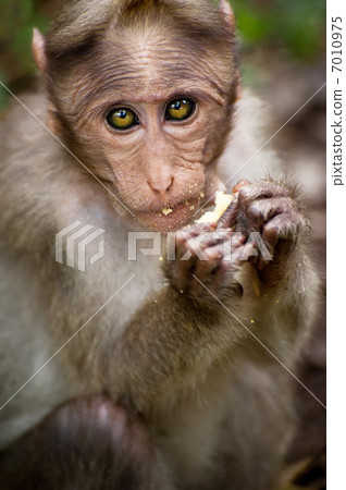 Small monkey eating food in bamboo forest. South India 7010975