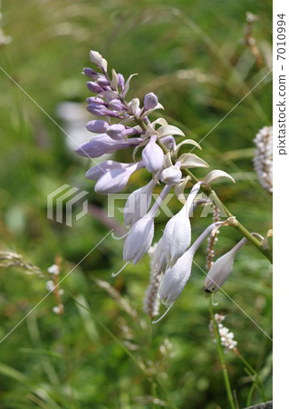 Ibukiyama的Ooba Gibouchi Ibukiyama的Ooba Gibouchi 7010994