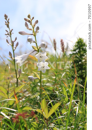Ooba Gibouchi at Ibukiyama 7010997