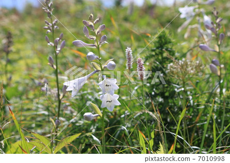 Ooba Gibouchi at Ibukiyama 7010998