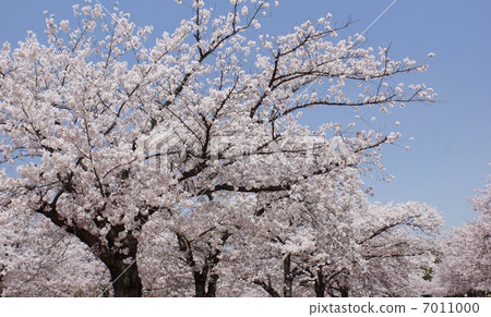 Row of cherry trees Row of cherry trees 7011000