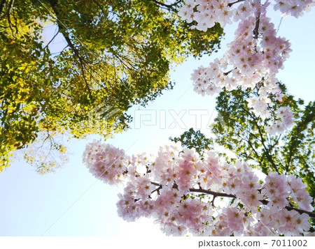 櫻花和Kusunoki在藍天 7011002