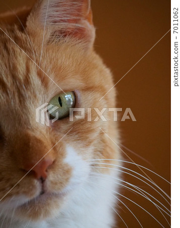 orange tabby, cat, animal 7011062