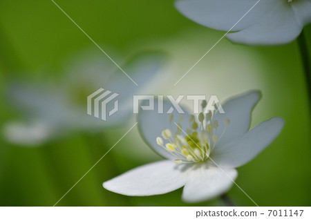White little flower White little flower 7011147