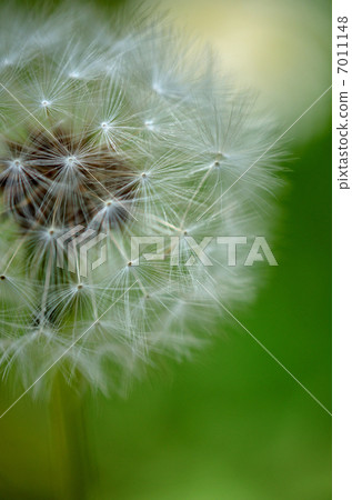 Fluff Fluff 7011148