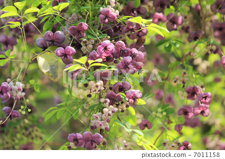 五片葉子阿克比花 7011158