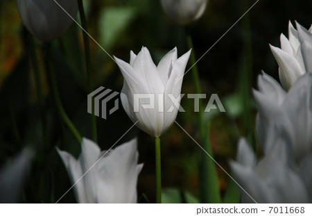 Tulip Tulip 7011668