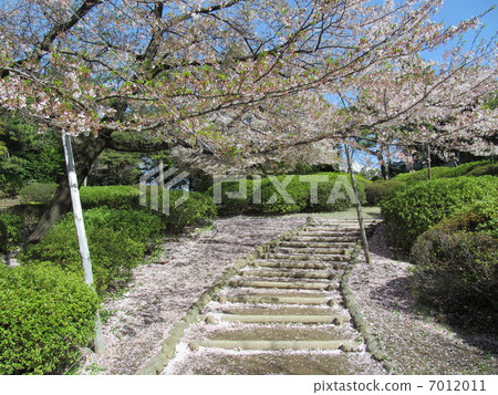 在Philosopy公園的櫻花 7012011
