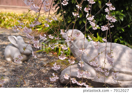 兔子和烏龜 7012027