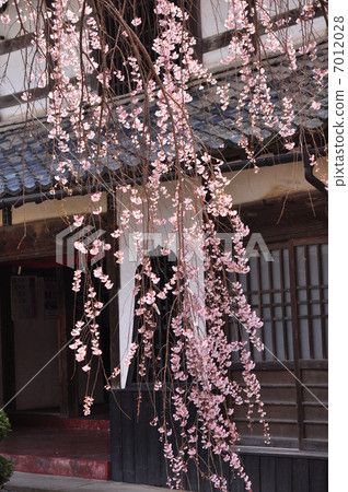 死棕色櫻桃樹 7012028