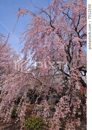 Red branch cherry-blossoms Red branch cherry-blossoms 7012030