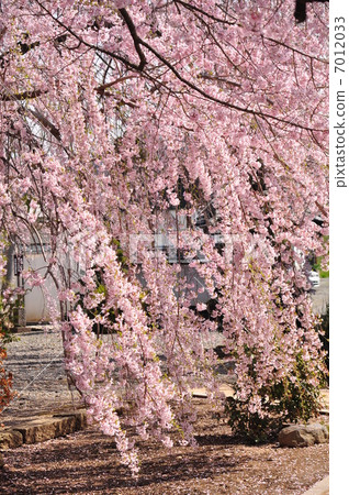 紅枝櫻花 7012033