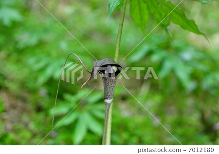 Hulashimasou Hulashimasou 7012180