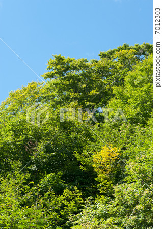 Forest Forest 7012303