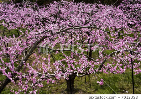 Peach blossoms Peach blossoms 7012358