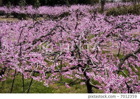 Peach blossoms Peach blossoms 7012359