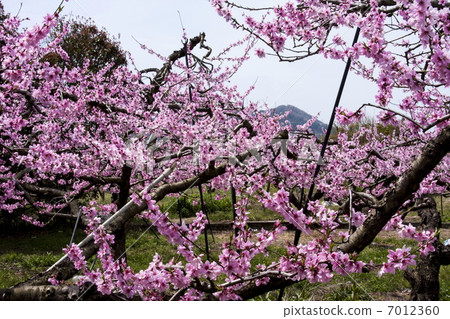 Peach blossoms Peach blossoms 7012360