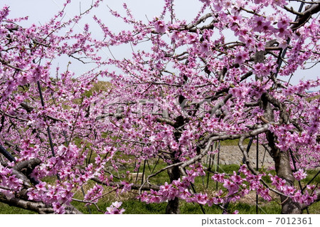 Peach blossoms Peach blossoms 7012361