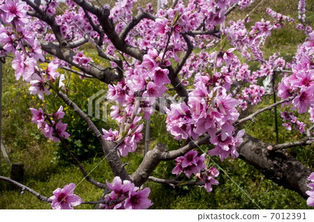  Peach blossoms 7012391