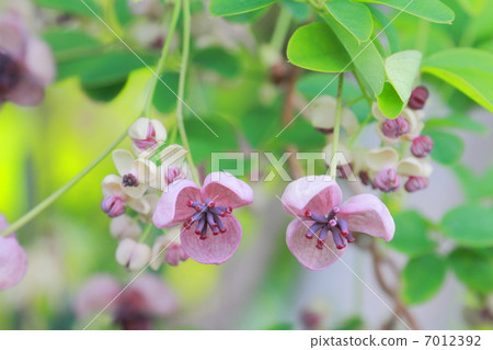 Female flowers (purple) and male flowers (white) of Akebi 7012392