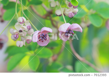 Female flowers (purple) and male flowers (white) of Akebi Female flowers (purple) and male flowers (white) of Akebi 7012393